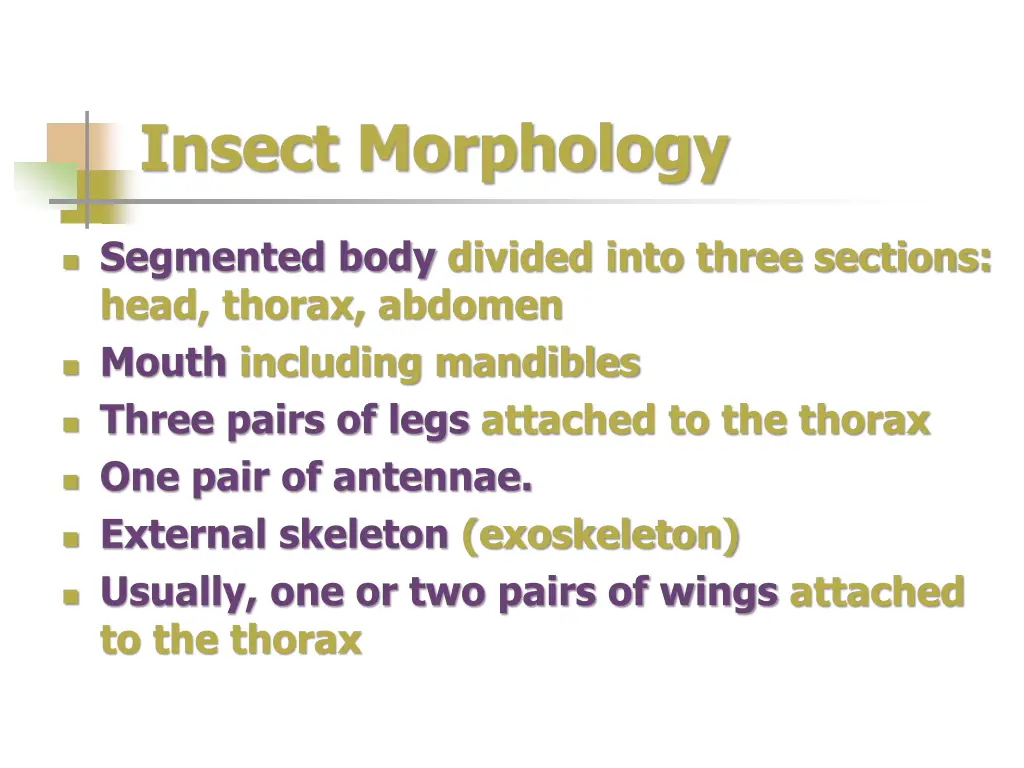 insect morphology