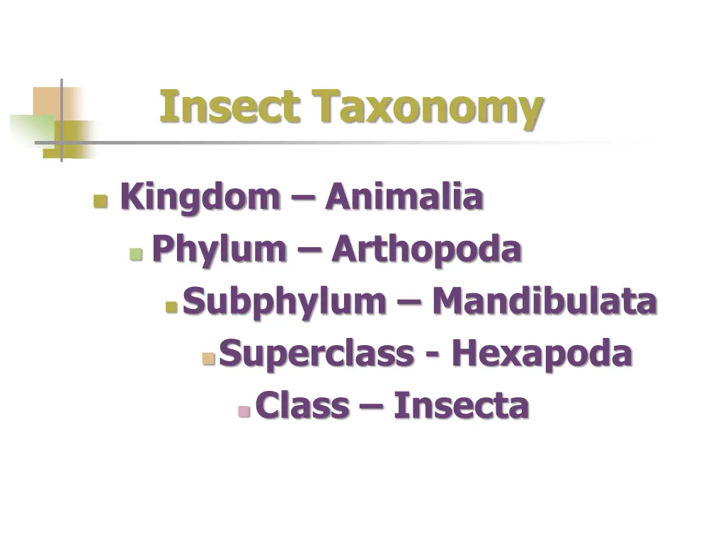 insect taxonomy