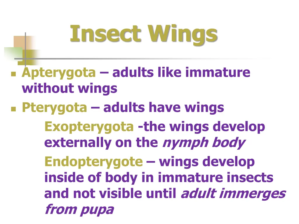 insect wings