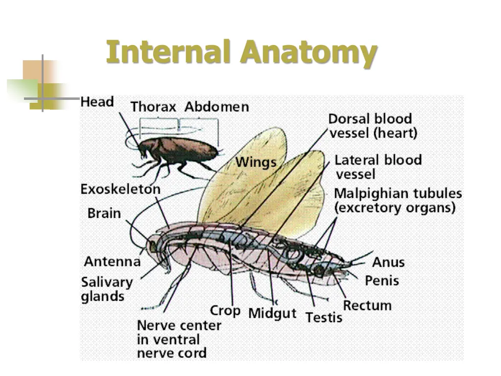 internal anatomy