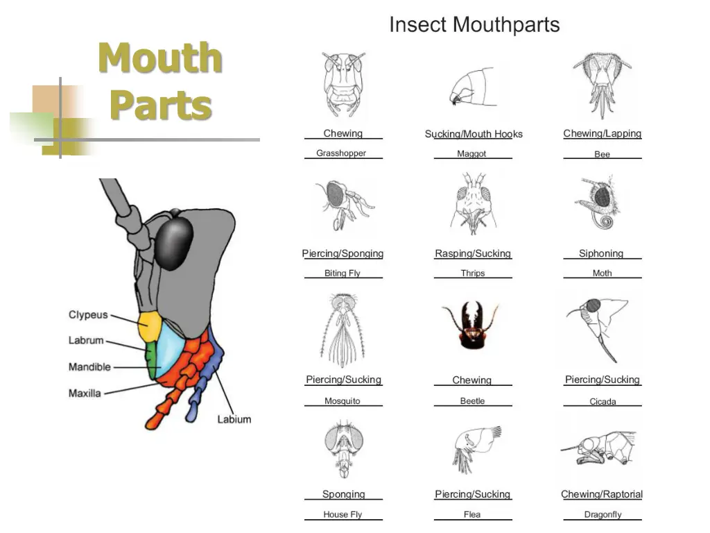 mouth parts