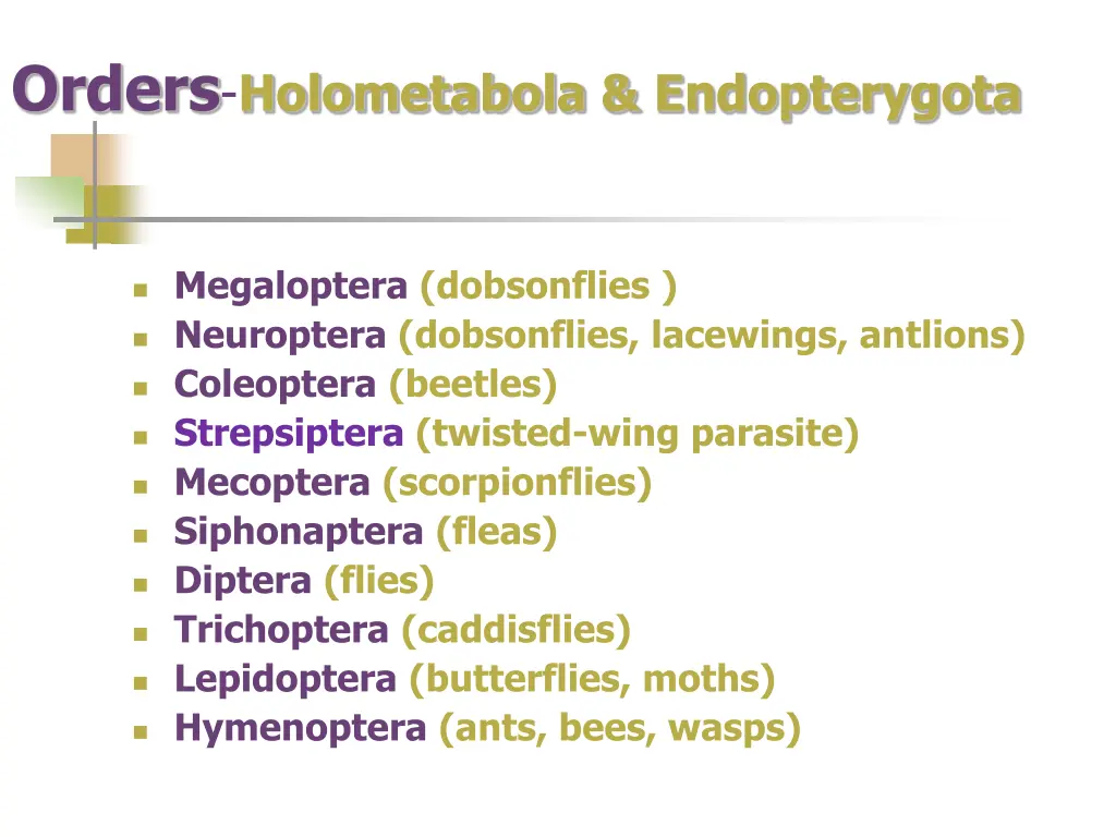 orders holometabola endopterygota