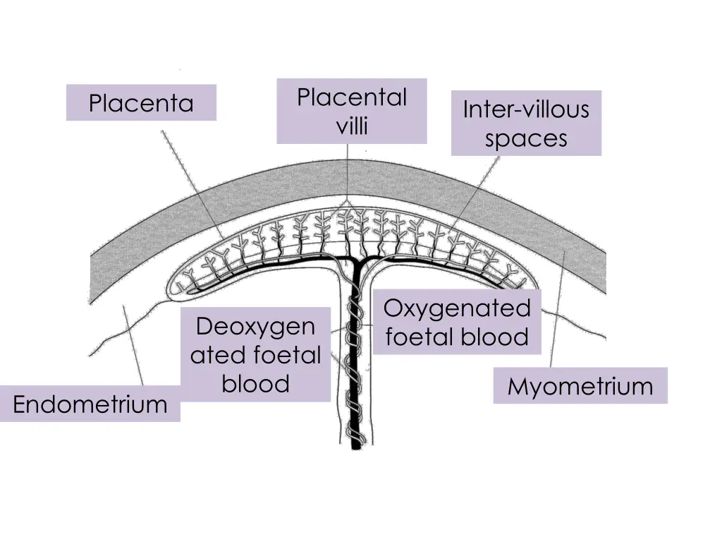 placental villi