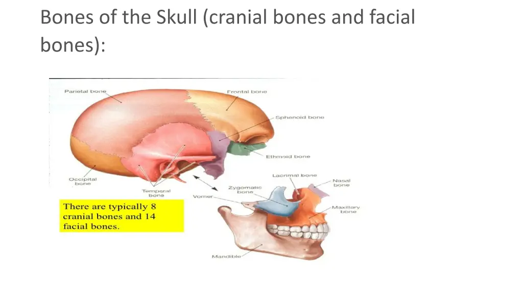 bones of the skull cranial bones and facial bones