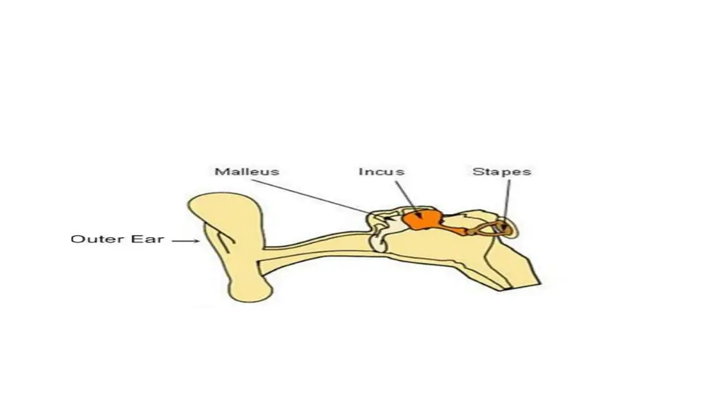 image result for auditary bone