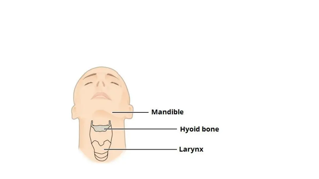 image result for hyoid bone