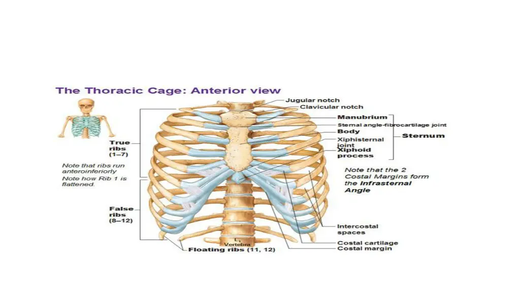 image result for thorsic ribs