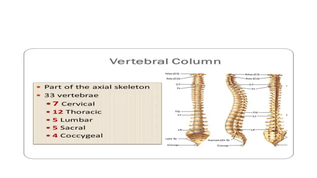 image result for vertabral columan anatomy