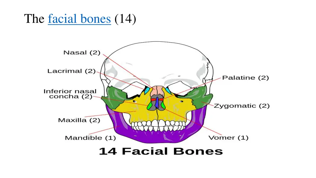 the facial bones 14