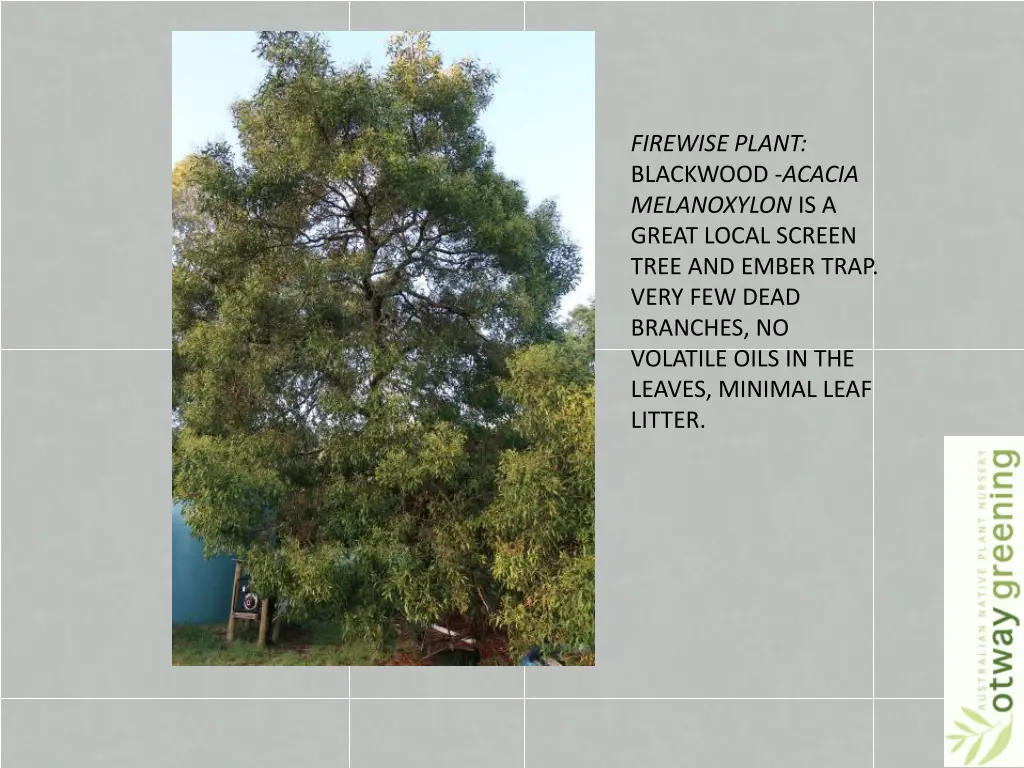 firewise plant blackwood acacia melanoxylon