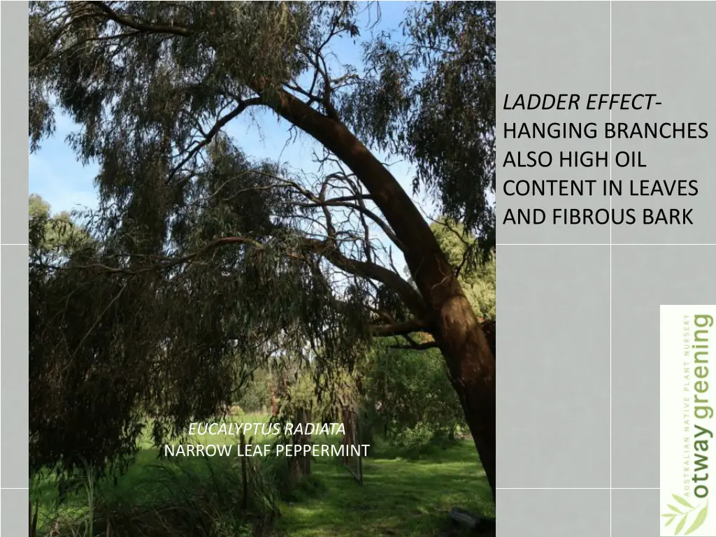 ladder effect hanging branches also high
