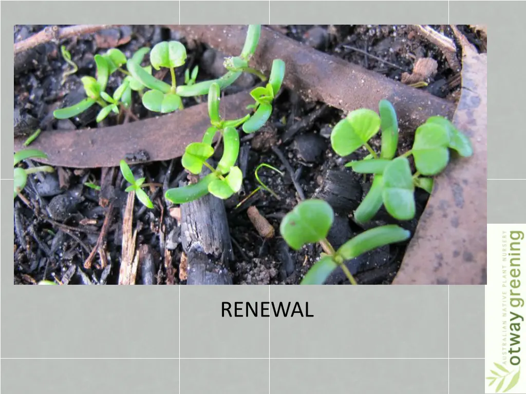 renewal