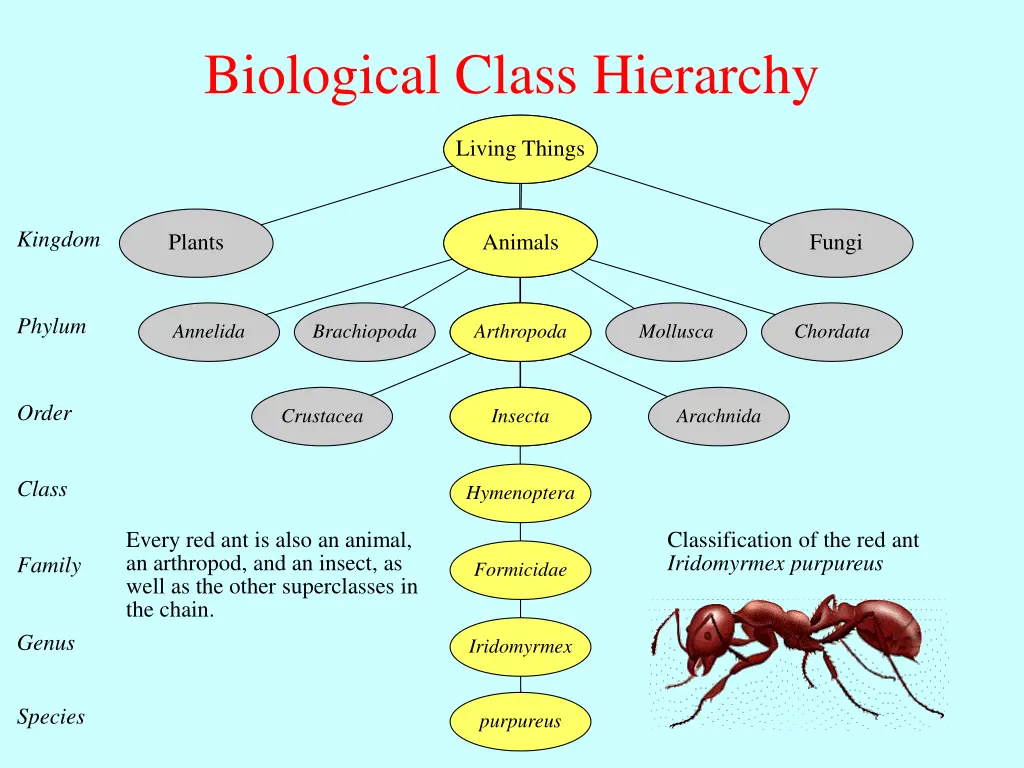 biological class hierarchy