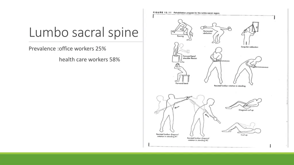 lumbo sacral spine