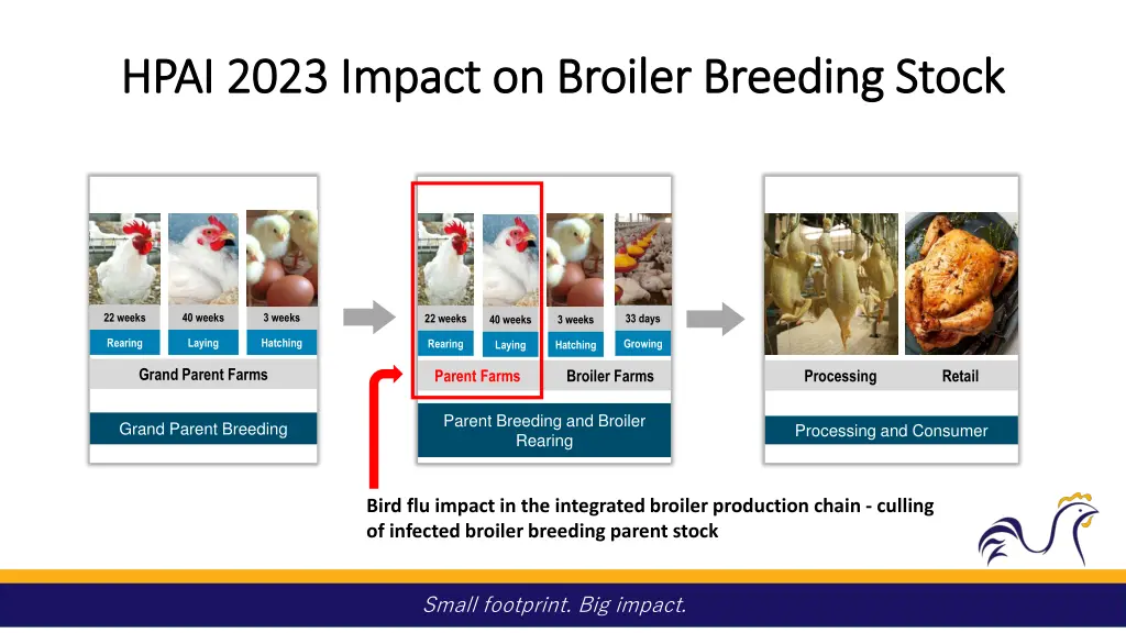 hpai 2023 impact on broiler breeding stock hpai