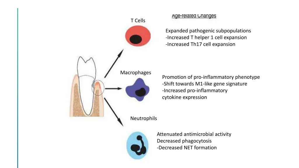 t cells