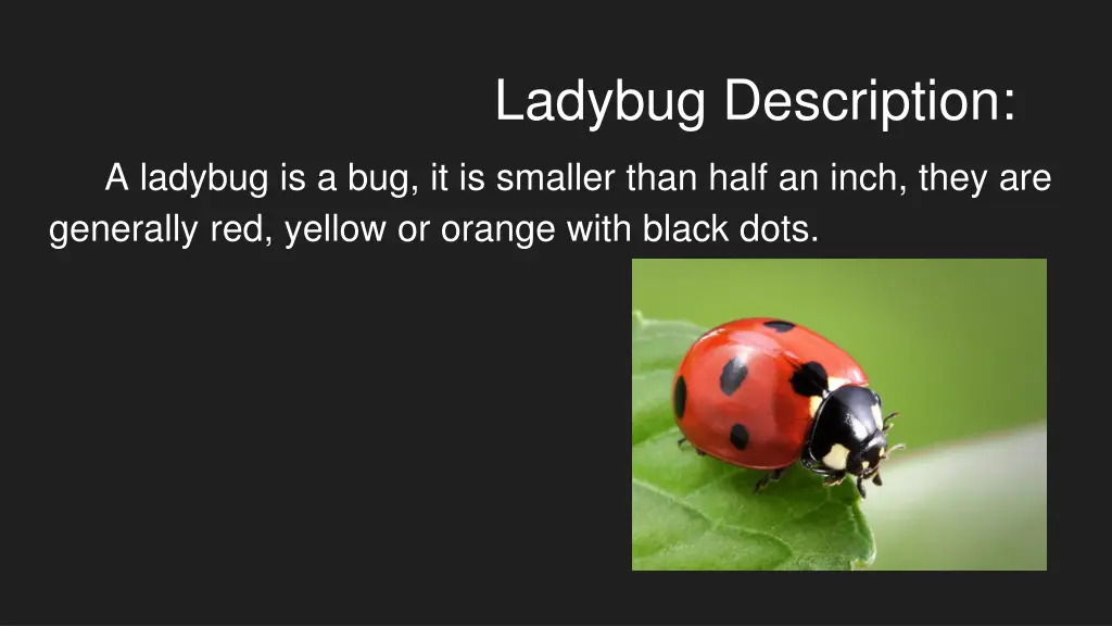 ladybug description
