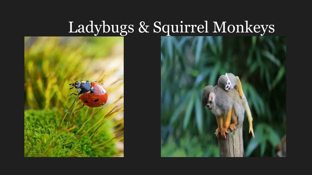 ladybugs squirrel monkeys