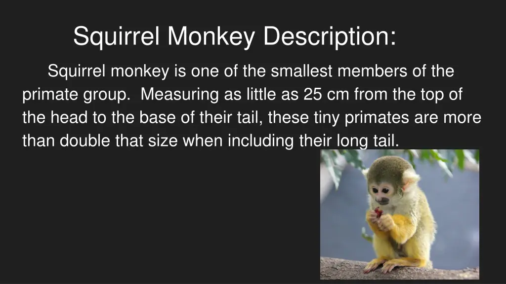 squirrel monkey description