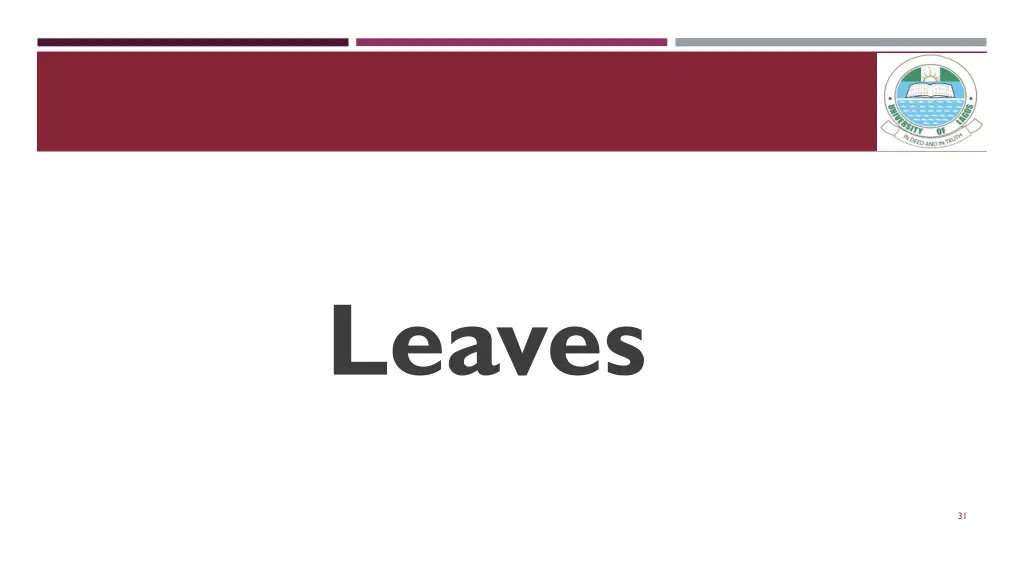 leaves