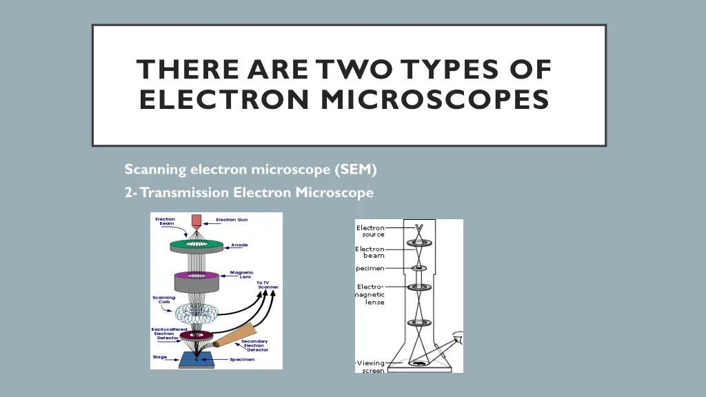 there are two types of electron microscopes