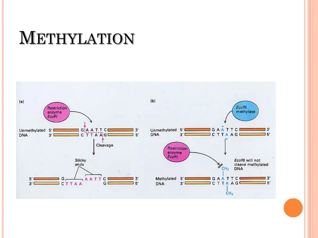 m ethylation