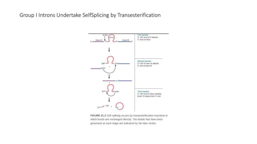 group i introns undertake selfsplicing