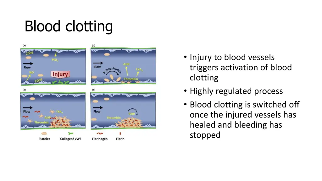 blood clotting