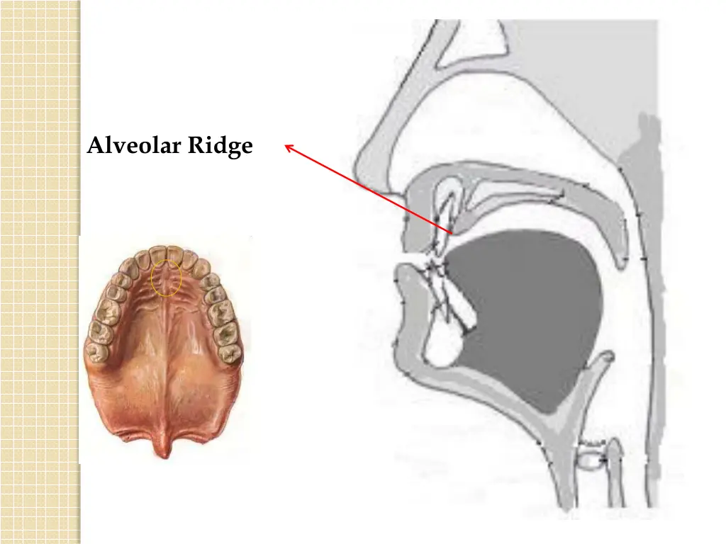 alveolar ridge