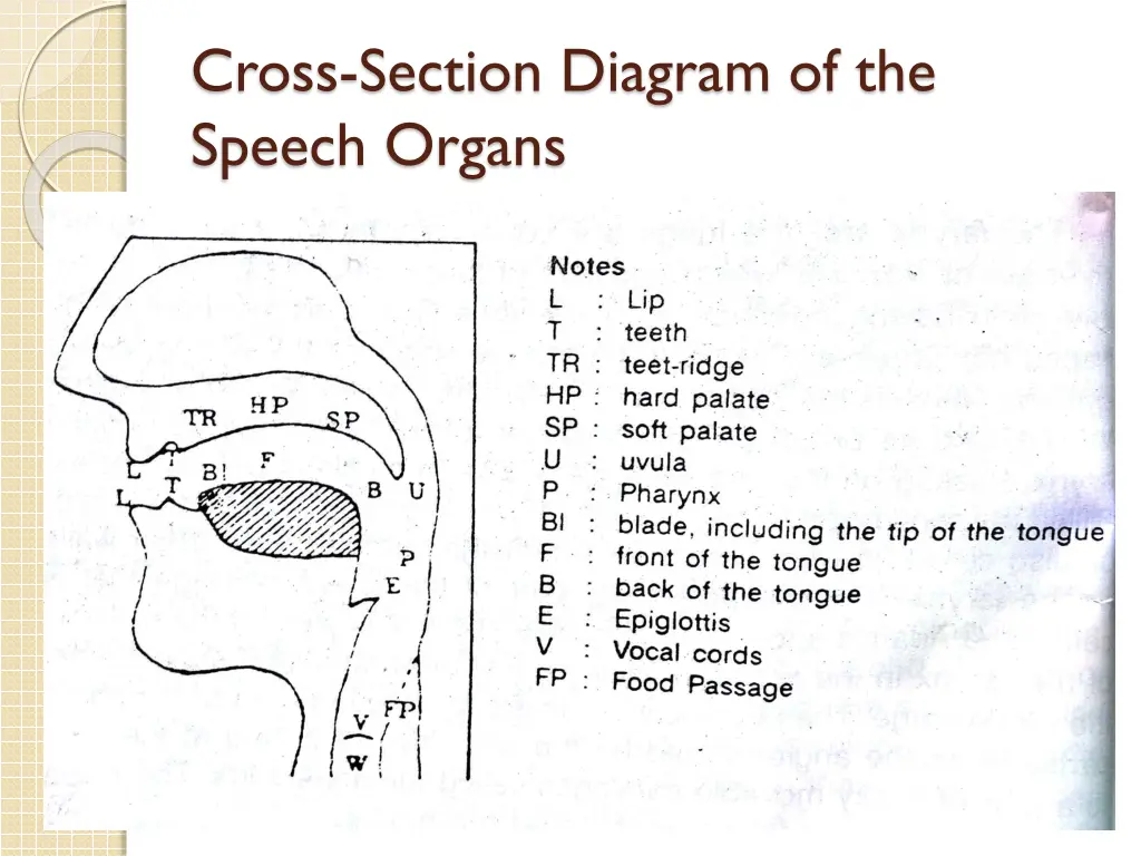 cross section diagram of the speech organs