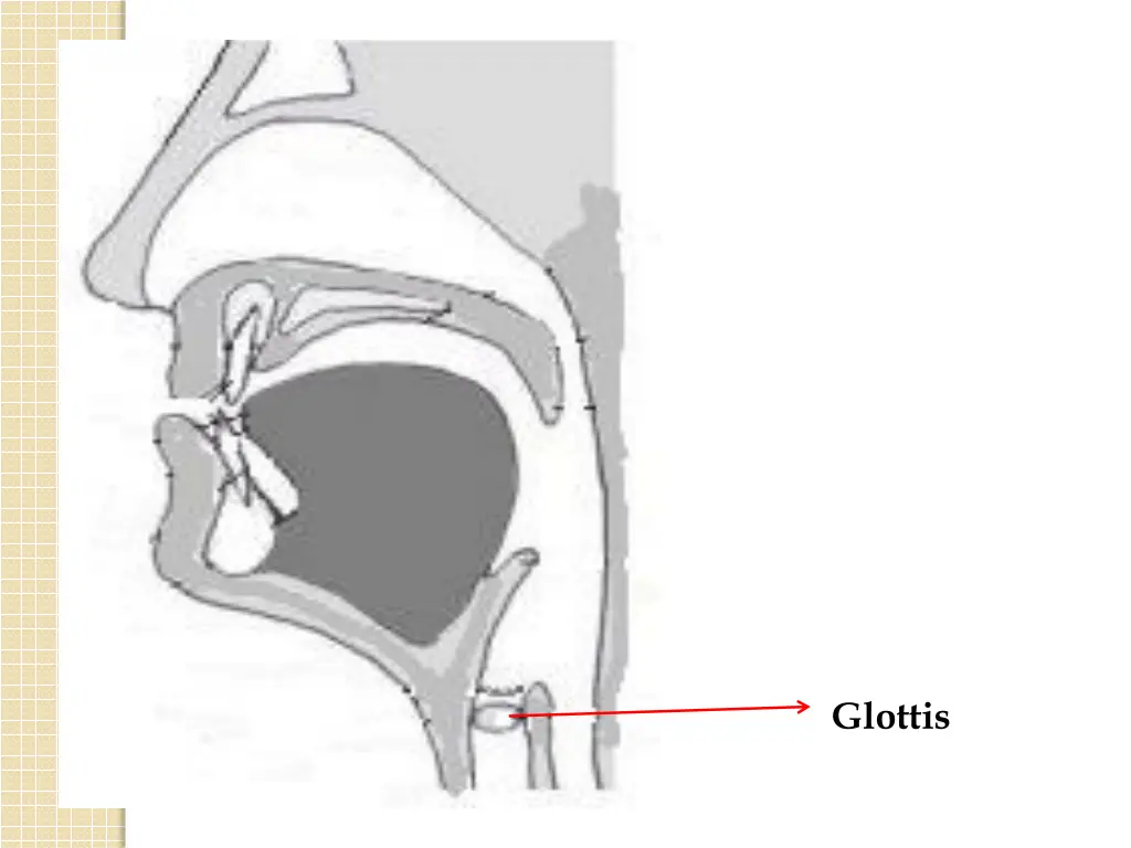 glottis