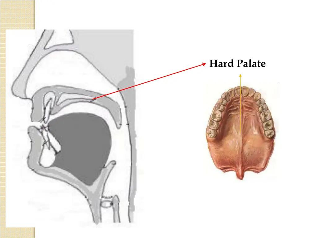 hard palate