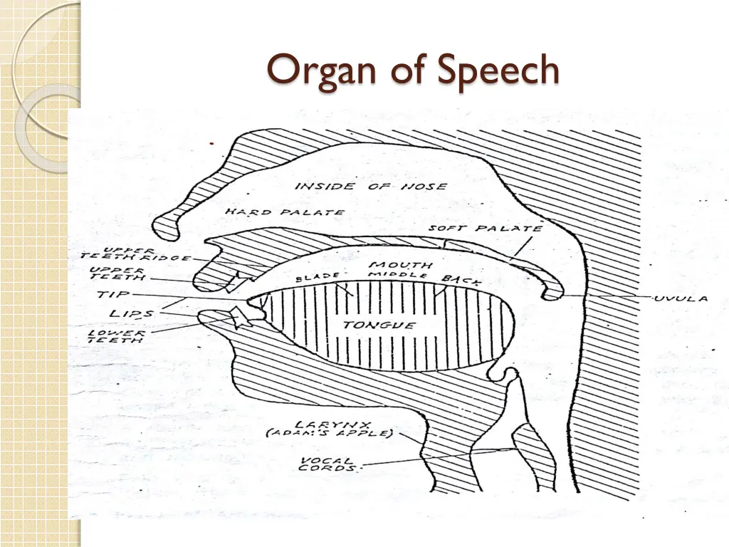 organ of speech 1