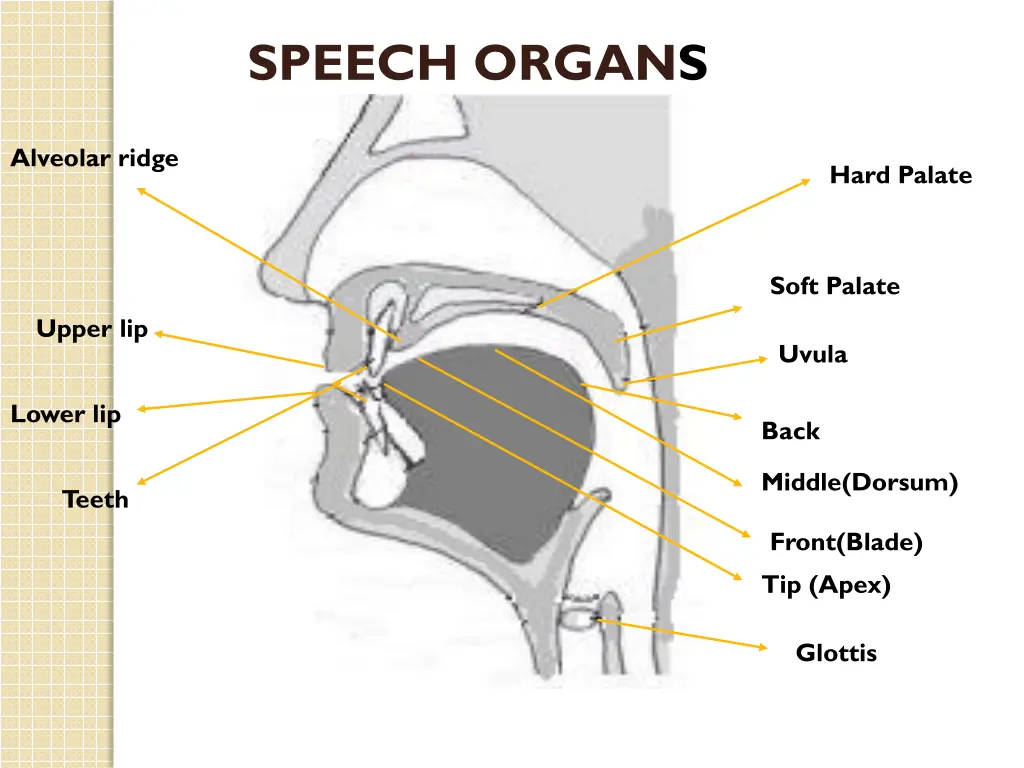 speech organs