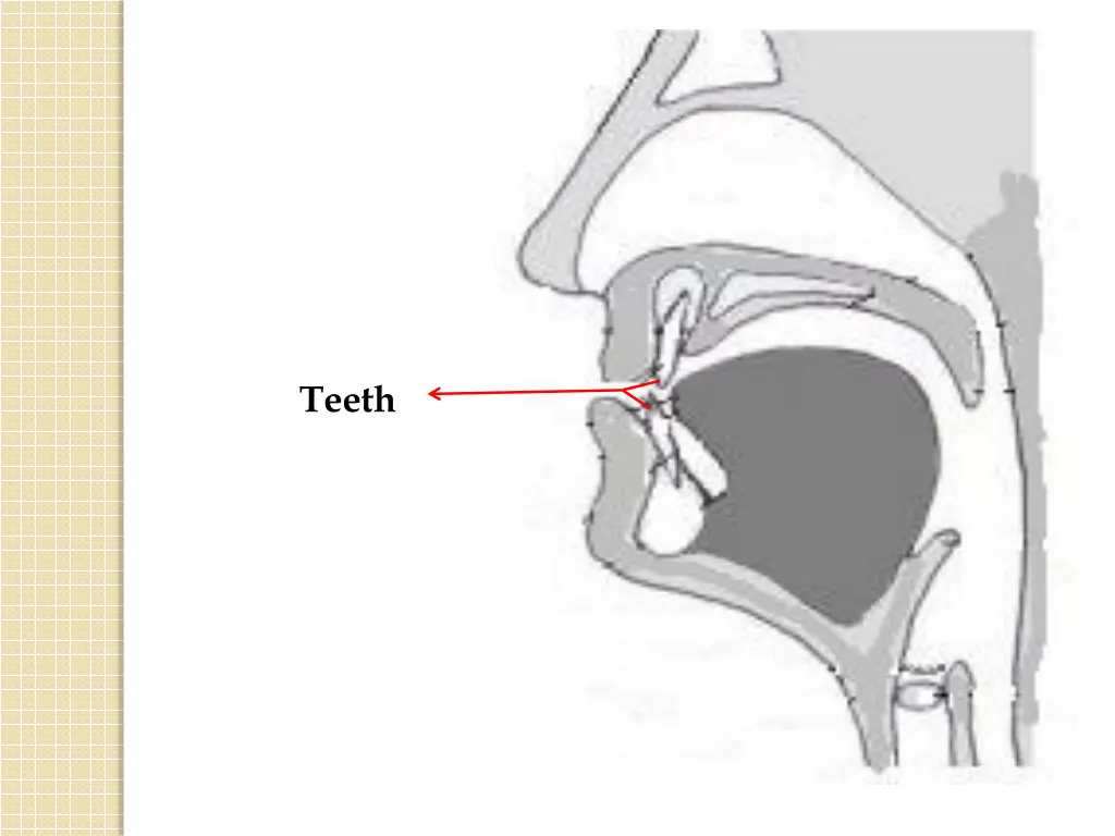 teeth