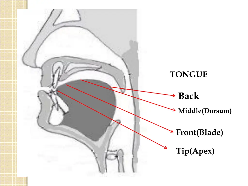tongue