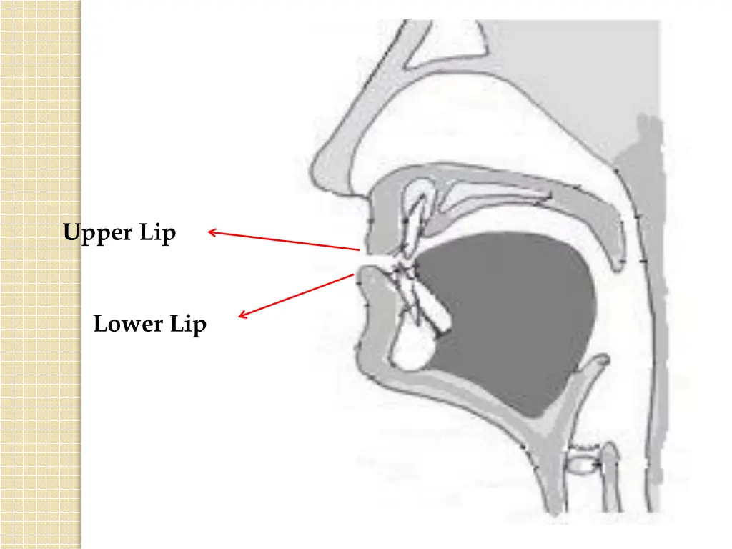 upper lip
