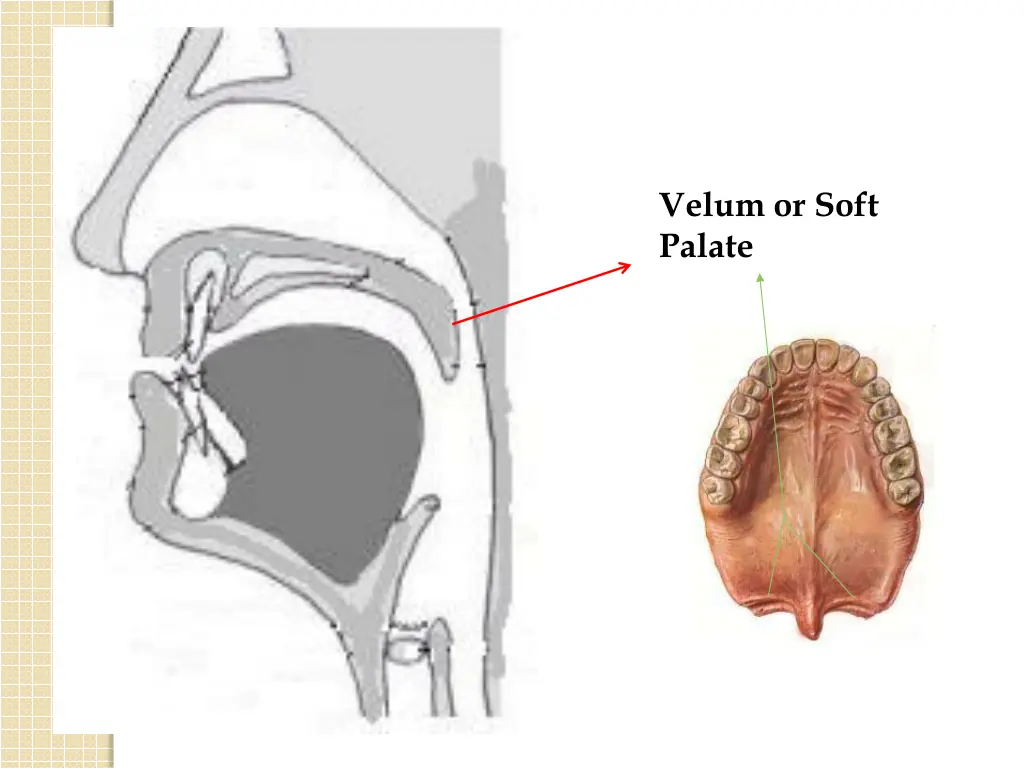 velum or soft palate