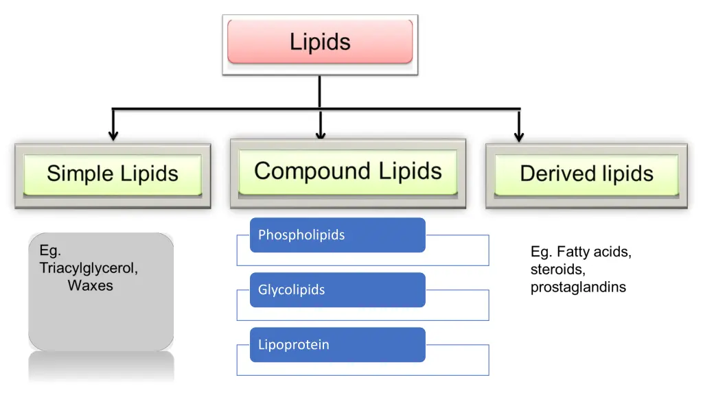 phospholipids