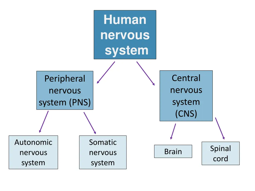human nervous system