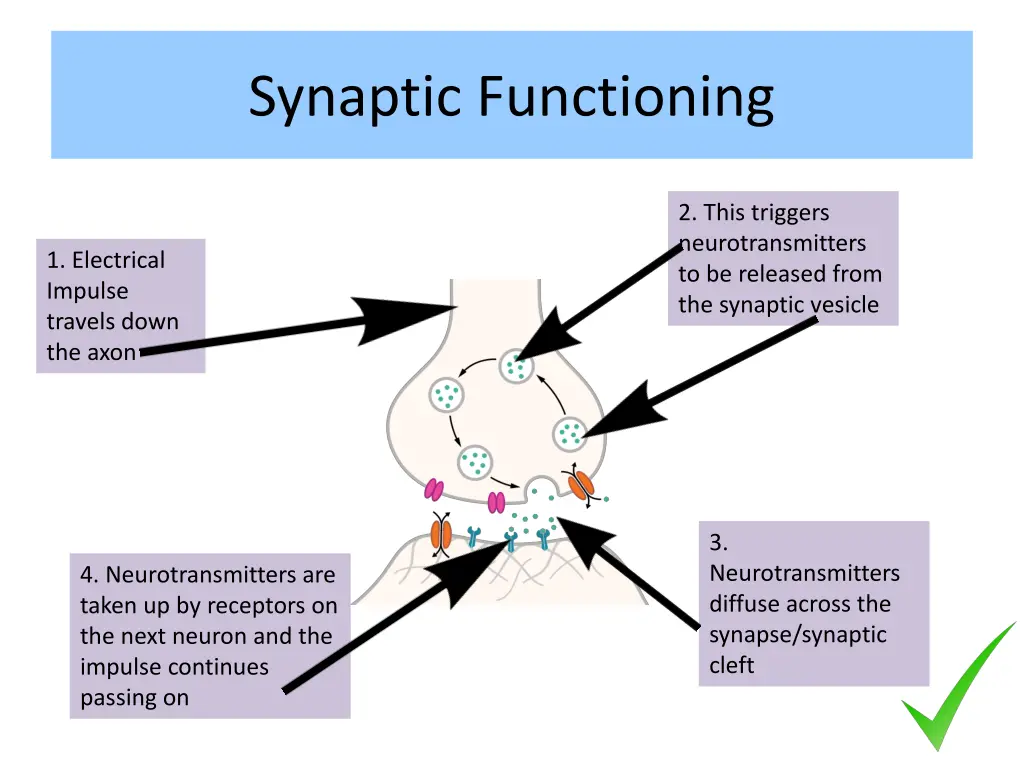 synaptic functioning 1