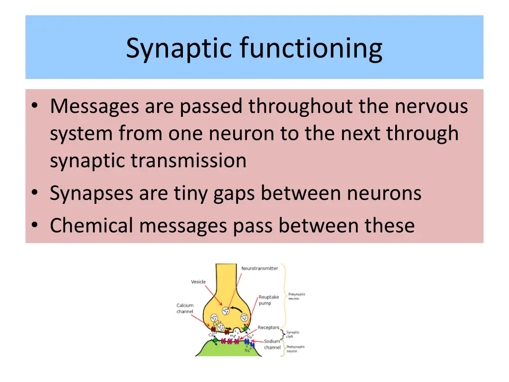 synaptic functioning