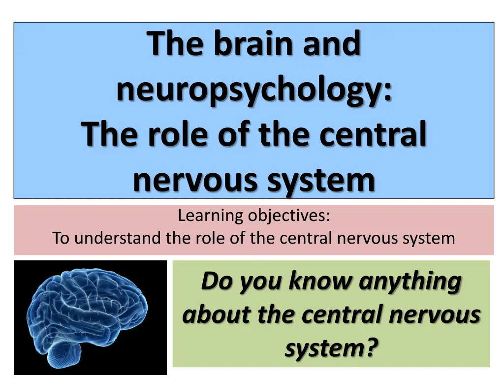 the brain and neuropsychology the role