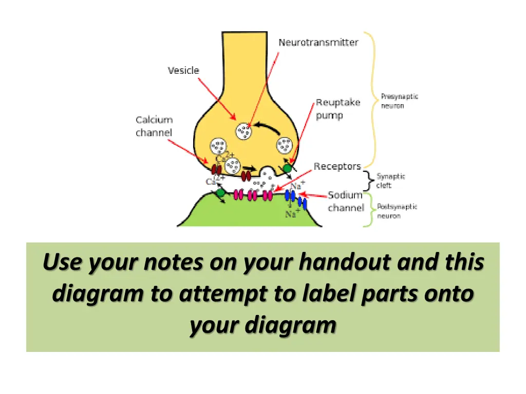 use your notes on your handout and this diagram