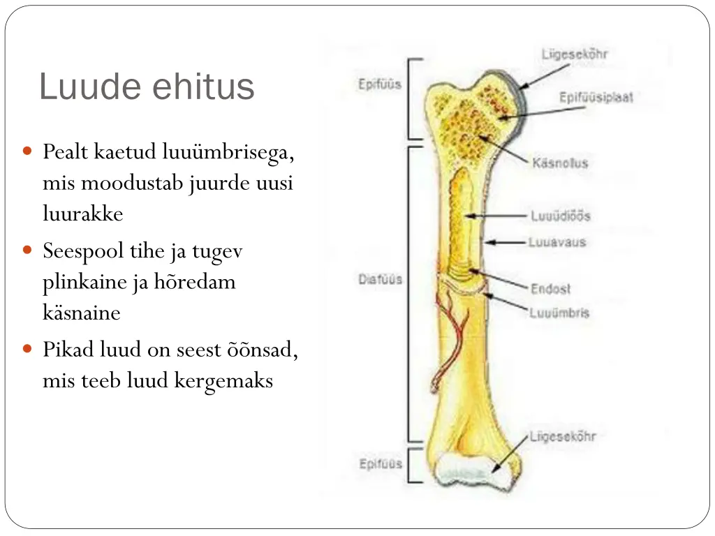 luude ehitus