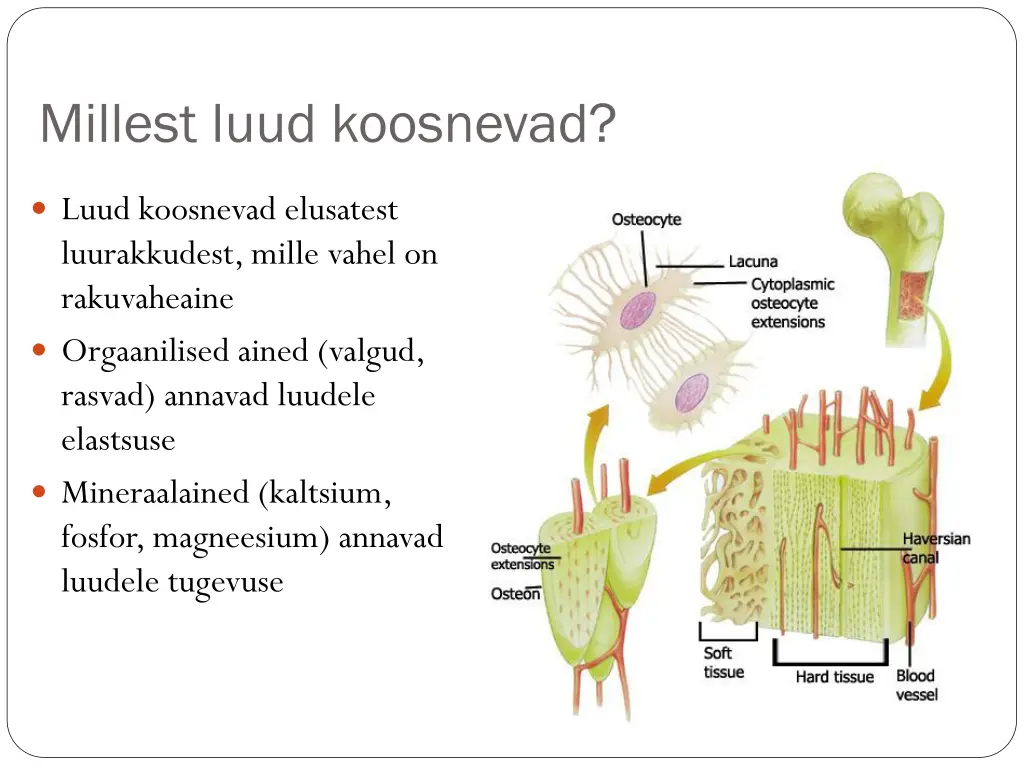 millest luud koosnevad