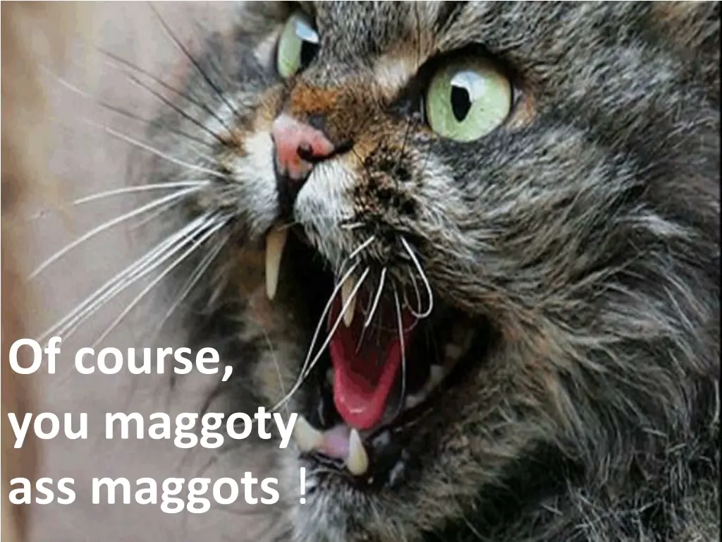 http stuffpoint com cats image 295310 cats angry