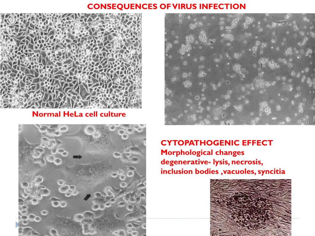 consequences of virus infection