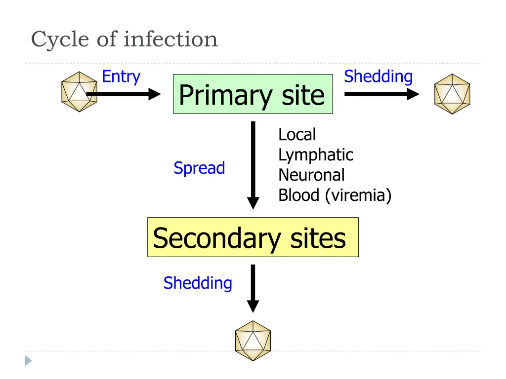 cycle of infection