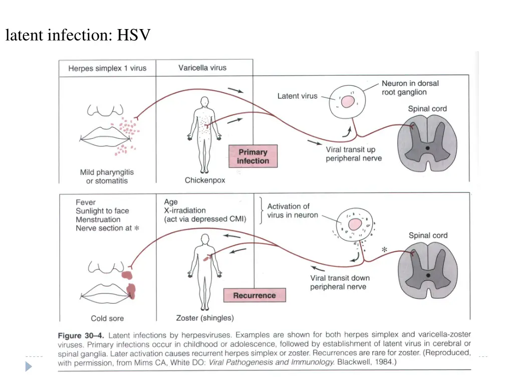 latent infection hsv